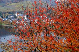 Herbstbäume vor Bullay