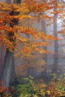 Herbstnebel