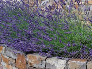 Lavendel