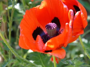 Mohn