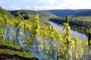 Mosel mit Blick auf Briedel