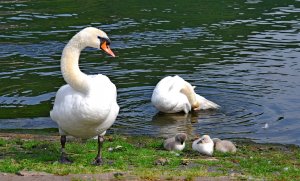 Moselschwäne mit Nachwuchs