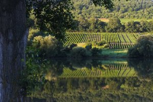Moselspiegelung vor Zell-Merl 2