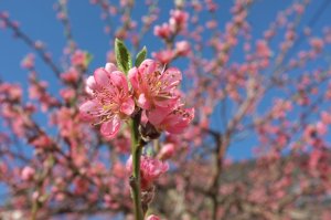 Pfirsichblüte2
