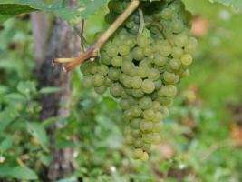Pralle Traube