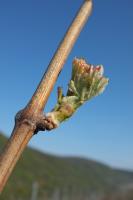 Rebzewig im Frühjahr