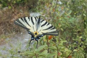 Schmetterling