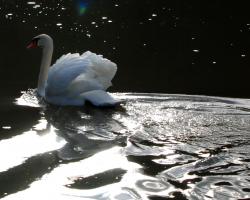 Schwan auf der Mosel