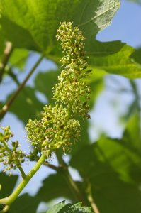 Weinblüte