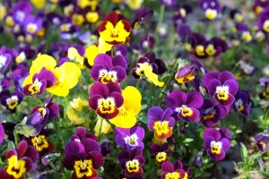 Wenn Blumen den Blick erwidern