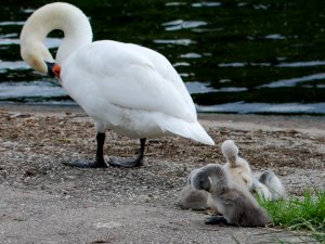 Wie die Alten, so die Jungen