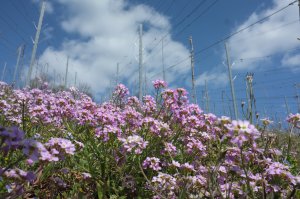 Wiesenschaumkraut eingezäunt