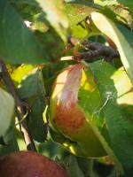 an apple a day