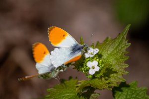 Aurorafalter Makro (1)