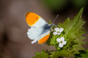 Aurorafalter Makro (2)