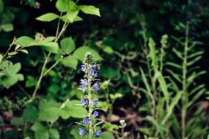 Bienen