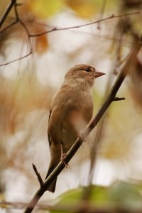 Buchfinkenweibchen