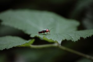 Cantharis Pellucida