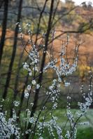 Erwachen im Wald