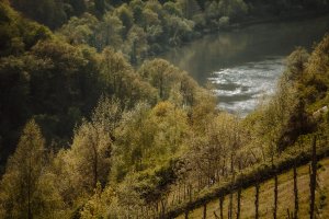 Frühling im Moseltal