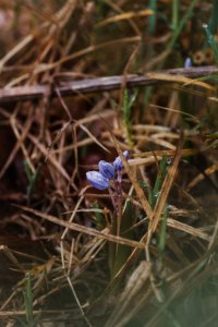 Frühlingserwachen (1)