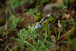 Frühlingserwachen (2)