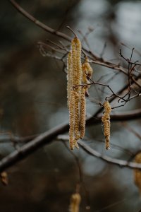 Haselkätzchen