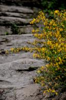 Mauerblümchen