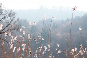 Morgenlicht an der Mosel
