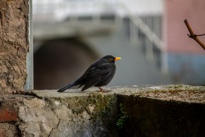Rastende Amsel