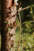 Roter Admiral (1)