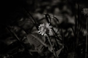 Schmetterling auf Löwenzahn