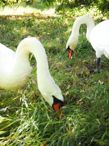 Schwanenpaar (1)