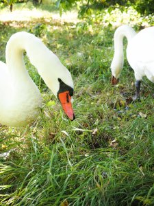 Schwanenpaar (2)