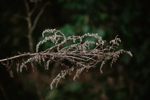 Staude im Winterschlaf
