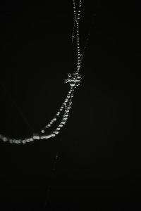 Taugespinne