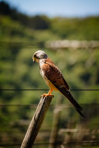 Turmfalke