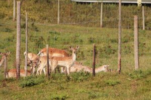 Wildgehege Saalbachtal