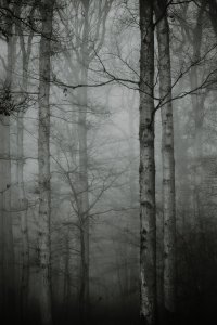 Winterwald