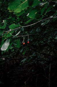 Zwei Kirschen im Wald