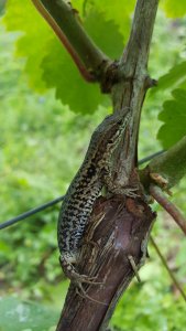 Eidechse am Weinstock