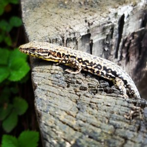 Eidechse auf Holzstumpf 2