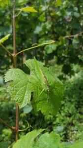 Grashüpfer auf Weinblatt 1