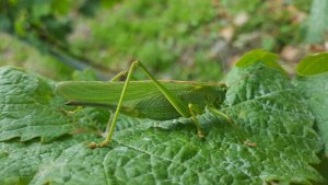 Grashüpfer auf Weinblatt 2