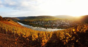 Herbstliches Panorama Pünderich