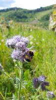 Hummel an Blüte 2