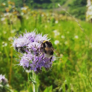 Hummel an Blüte 4