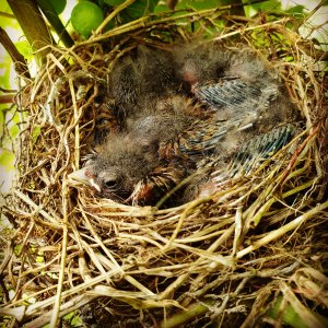 Junger Vogel im Nest