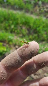Kleines Insekt auf Zeigefinger