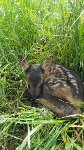 Kleines Reh im Gras